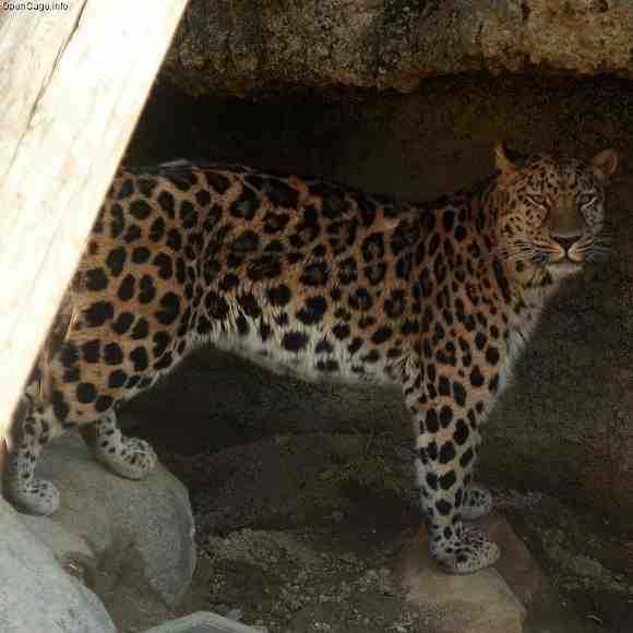 Leopard in a den or cave