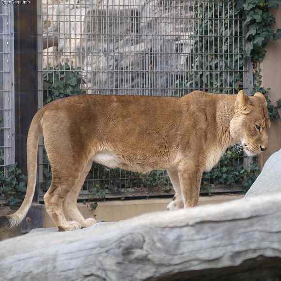 Photo of Female lion in cage in zoo