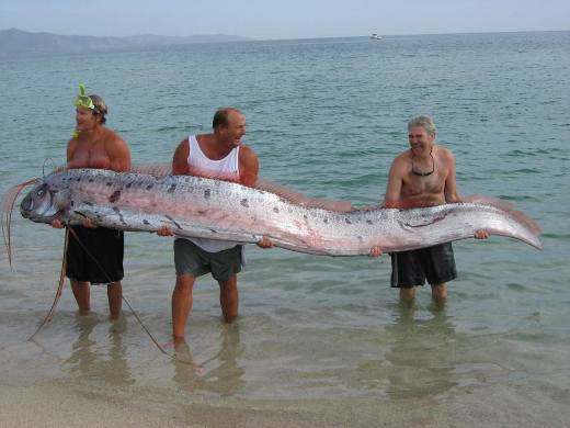 Three men holding a REALLY long oarfish