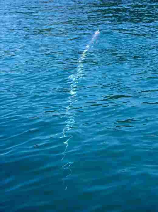 Shadow of oarfish under the water