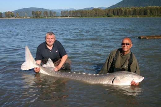 Two men holding a large Sturgeon