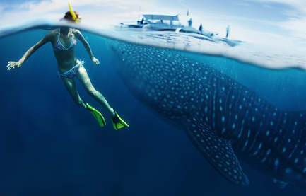 Girl in bikini snorkeling near a whale shark