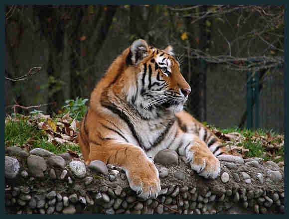 Photo of a Tiger lying down 