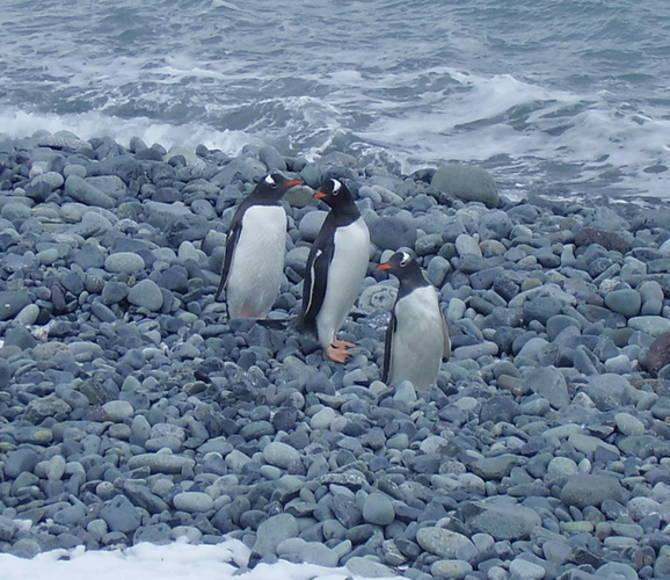 antarctica_penguins