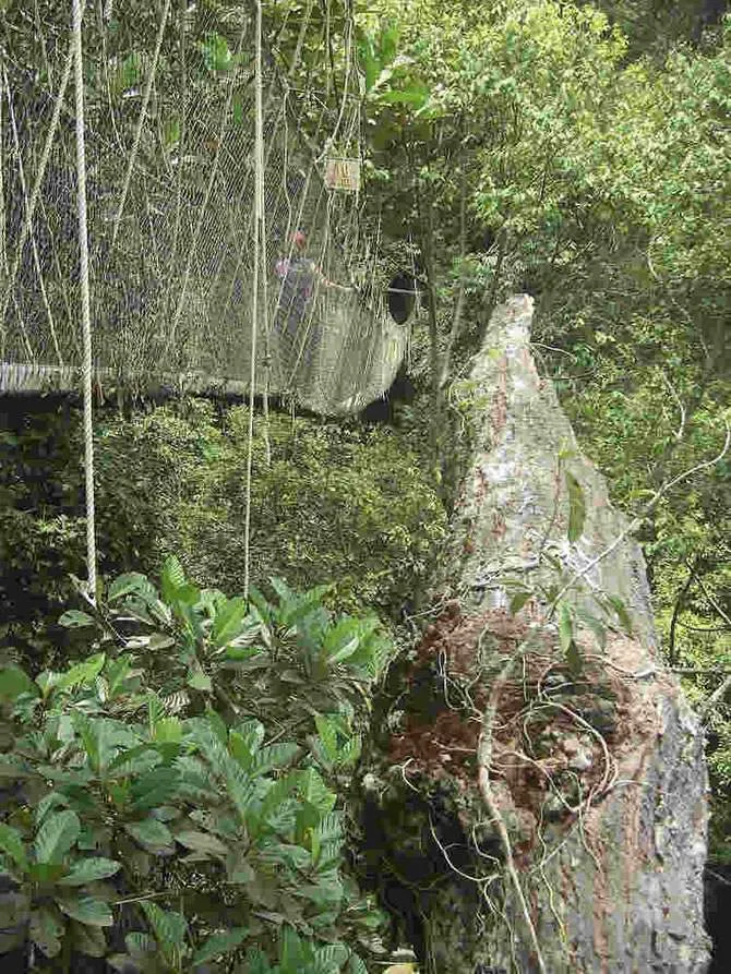 taman1